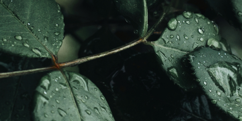 Reiki Ausbildung – 2. Grad buchen