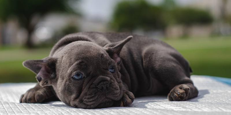🐶Hunde-Kranken/OP-Versicherung