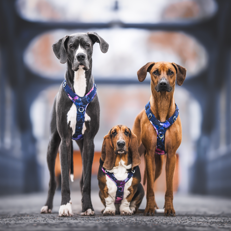 (Werbung) Spare 10% auf Hundeausstattung von EMMY UND PEPE (außer Sale) über diesen Link