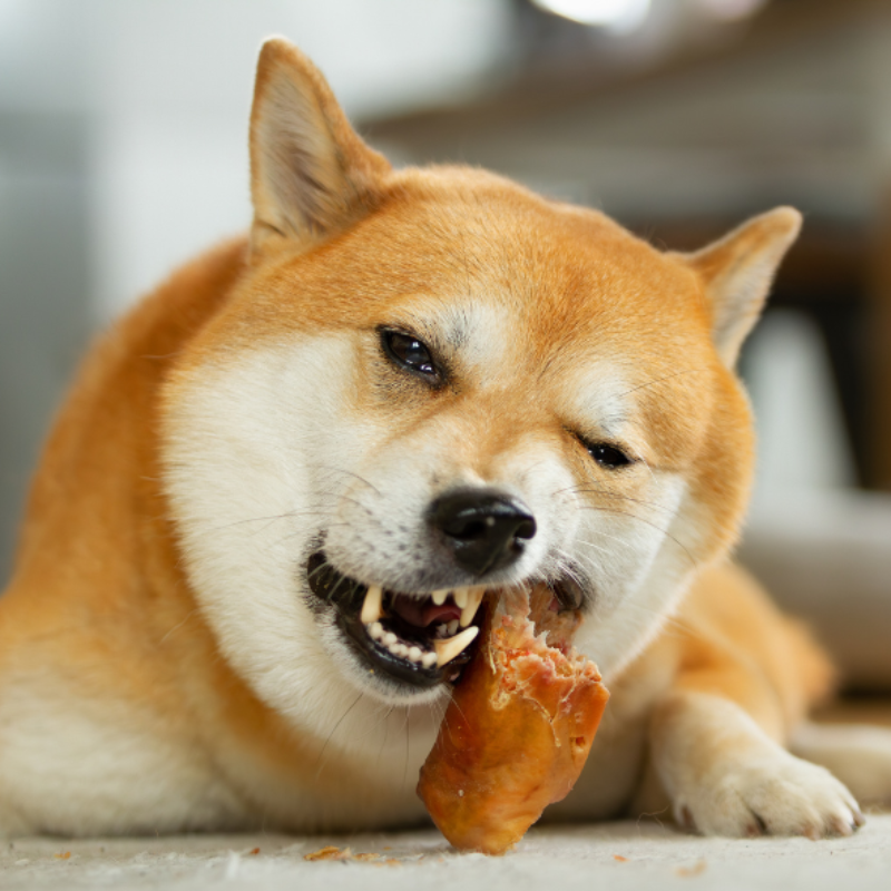 (Werbung) Spare 10% auf Kauartikel von Knabberkiste mit meinem Code HUNDEBACKSTUBE10