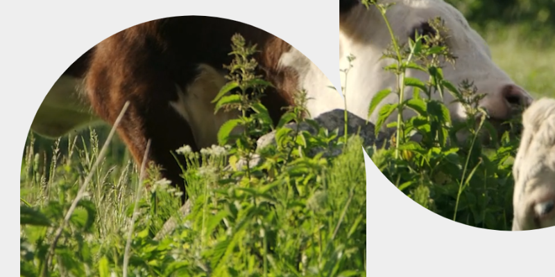 Werbung | NUTRIEST | SUPPLEMENTS VOM RIND | 15 % Rabatt mit EVA15